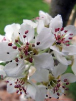 /album/fleur-ii/a2011-04-03-macro-5-b-1-jpg1/